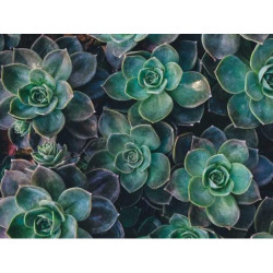 Heavy Duty Copper Plate fr-FR